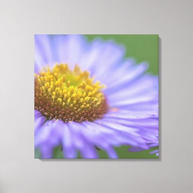 Daisy vid sjösidan canvastryck (Framsida)