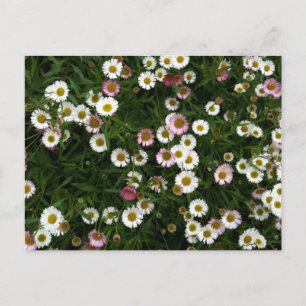 Daisy vid sjösidan vykort