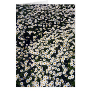 daisy vita hälsningskort