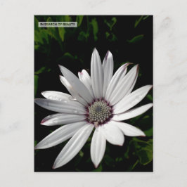 Daisy - vykort