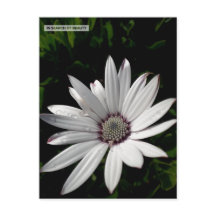 Daisy - vykort