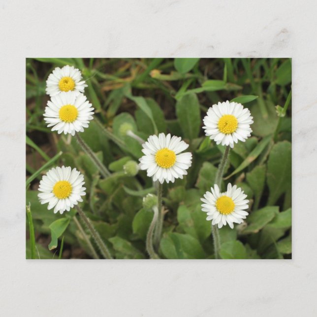 Daisy Vykort (Framsida)