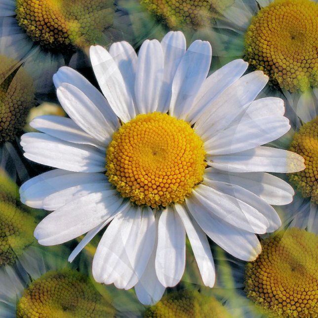 DAISY VYKORT (A photographic design of multiple images of a little wild daisy. )
