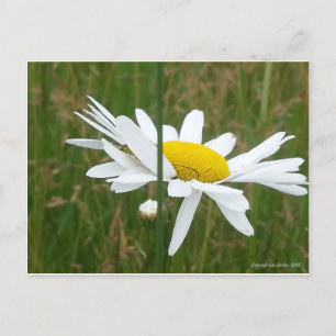 Daisy - vykort