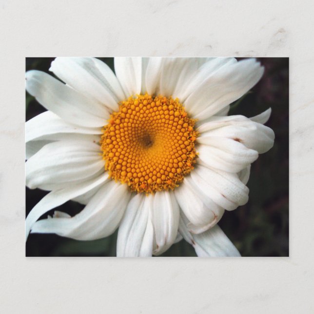 Daisy Vykort (Framsida)