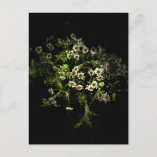 Daisy, vykort för blommor
