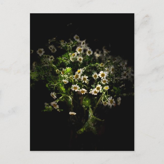 Daisy, vykort för blommor (Framsida)