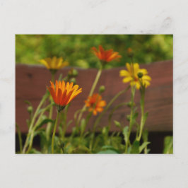 Daisy-vykort Vykort