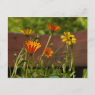 Daisy-vykort Vykort