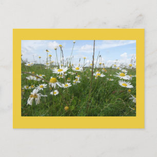 Daisy Wildblommor på ett soligt DY-vykort Helg Vykort