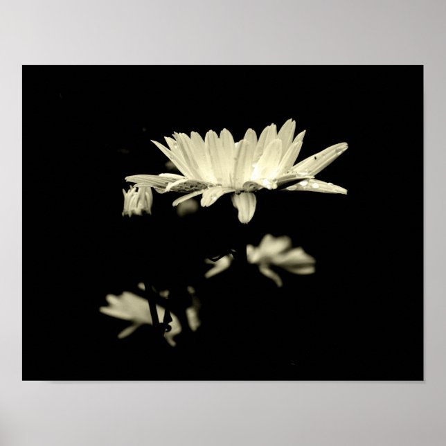 Daisy with Raindrops - Black & White Poster (Framsidan)