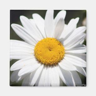 Daisyälskling Magnet