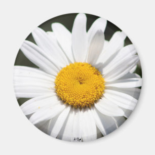 Daisyälskling Magnet