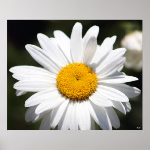 Daisyälskling Poster