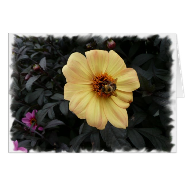 Daisybikort Hälsningskort (Framsidan Horizontal)