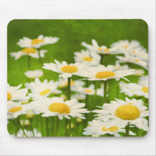 Daisyblommamusen vadderar musmatta