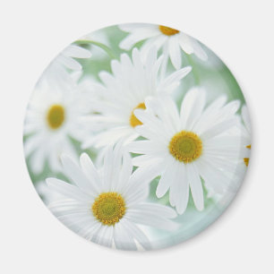Daisyblommor Magnet