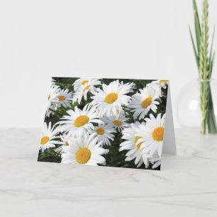 Daisyblommor som växer vit kort
