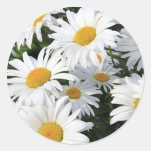 Daisyblommor som växer vit runt klistermärke