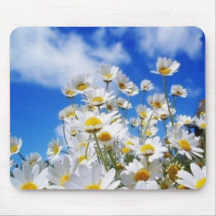 Daisyfält Musmatta
