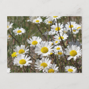 Daisyfält Vykort