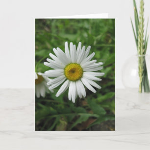 Daisyfödelsedagkort Kort