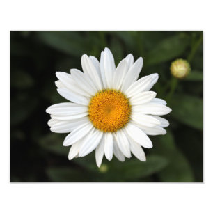 Daisyfoto Fototryck