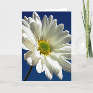 Daisyhälsningkort Helgkort
