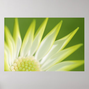 Daisykanvastryck Poster