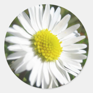 Daisyklistermärke Runt Klistermärke