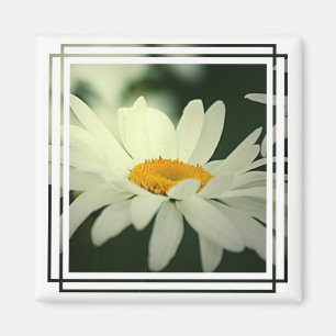 Daisymagnet Magnet