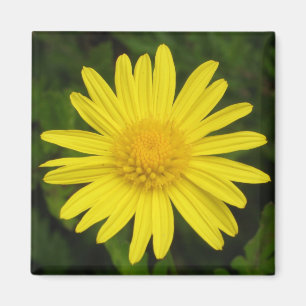 Daisymagnet Magnet