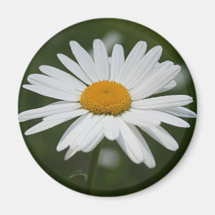 Daisymagnet Magnet