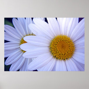 Daisyn - 20 x 30 poster
