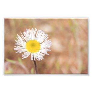 Daisyn Flower White Vild med Gult Center Fototryck