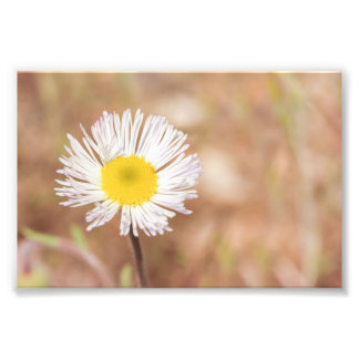 Daisyn Flower White Vild med Gult Center Fototryck
