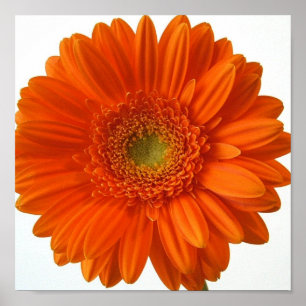 Daisyn orange Poster Skriv ut