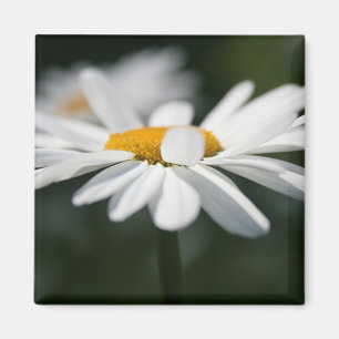 Daisyn profilerar magnet
