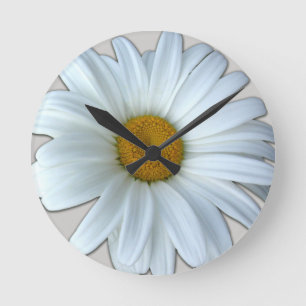 Daisyn tar tid på vildblommadaisyblomman som rund klocka