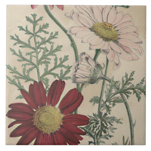 daisyn Vintage elegant Kakelplatta (Framsidan)