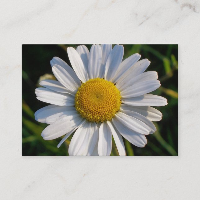 Daisyn WILDFLOWERS Visitkort (Framsida)