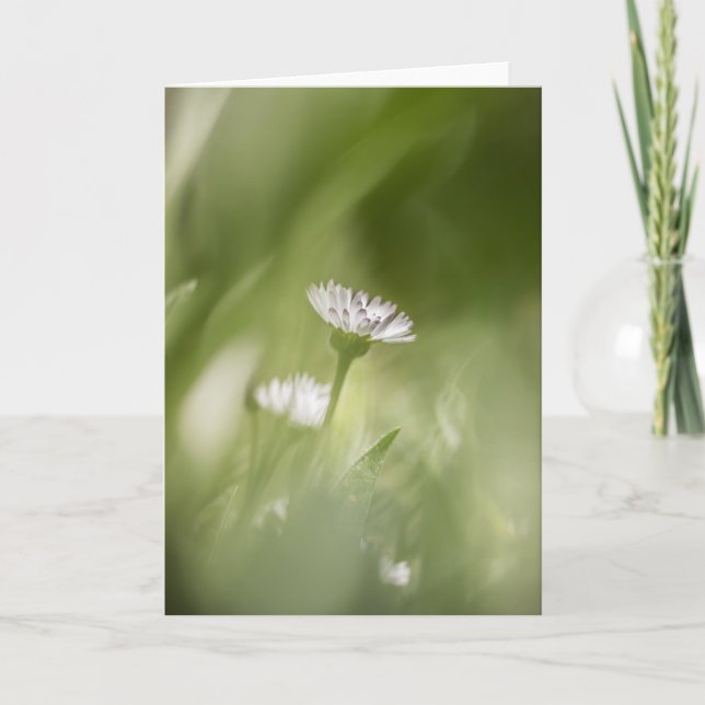 Daisyns Blommar, naturfoto Kort (Framsida)