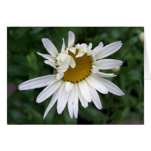 Daisyns Blomsterfotografi Hälsningskort