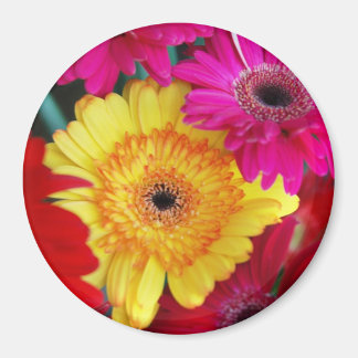 Daisyns Daisy ~ Magnet