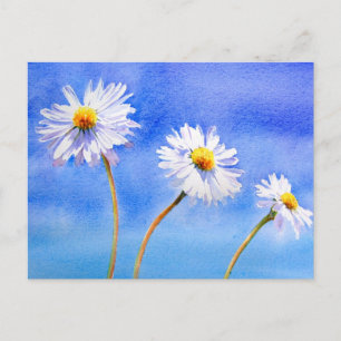 Daisyns Daisy Vykort