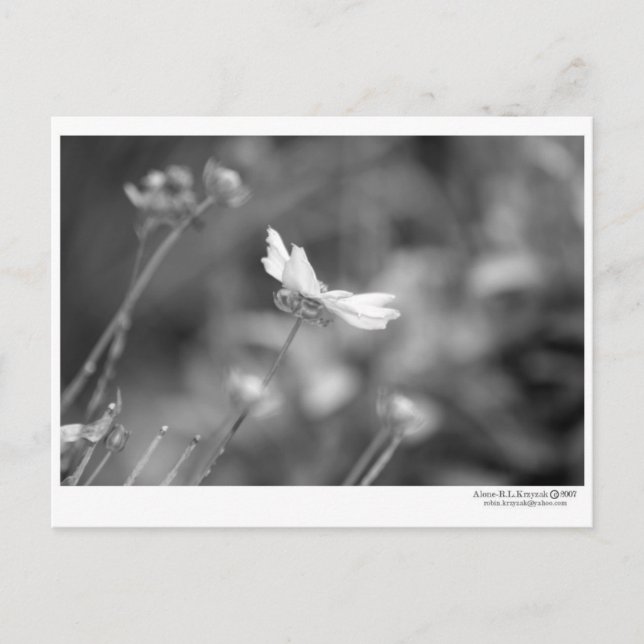 Daisyns Ensam - vykort (Framsida)