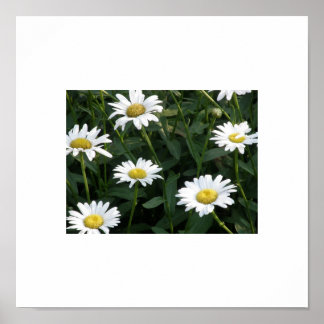 Daisyns Grönt Poster