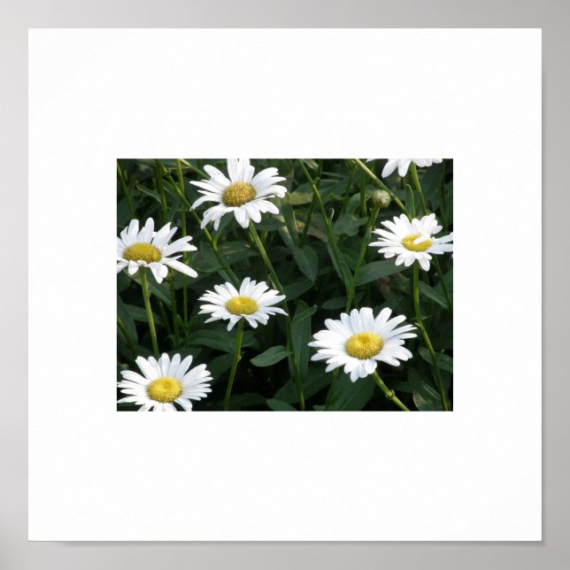 Daisyns Grönt Poster (Framsidan)