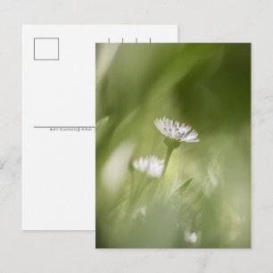 Daisyns naturfoto helg vykort