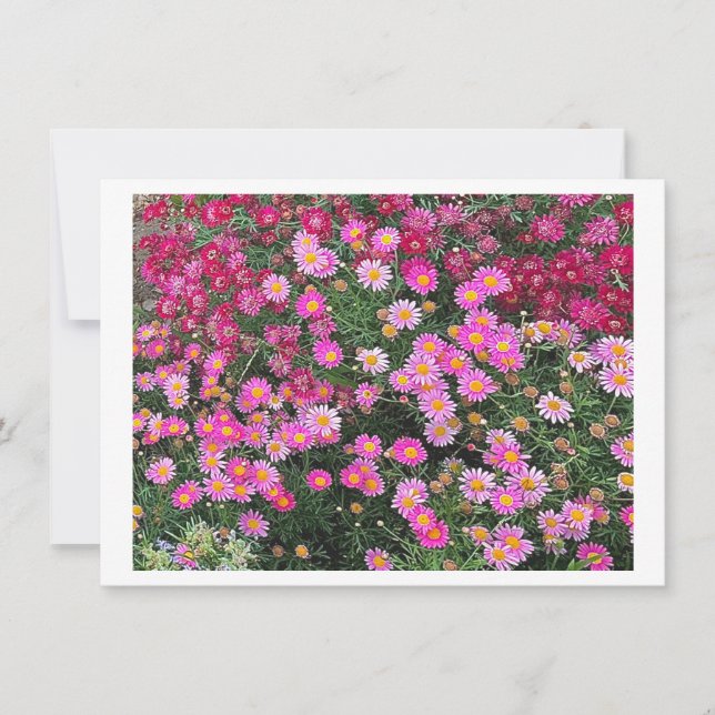 Daisyns Rosa (Framsida)